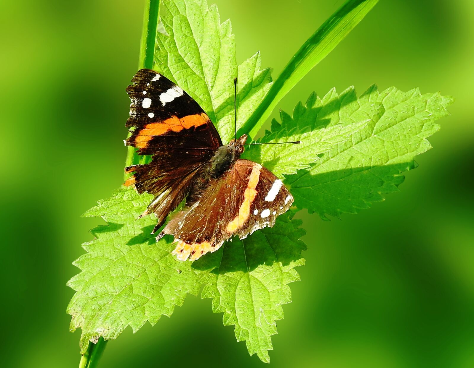 Nikon Coolpix P900 sample photo. Butterfly, insect, nature photography