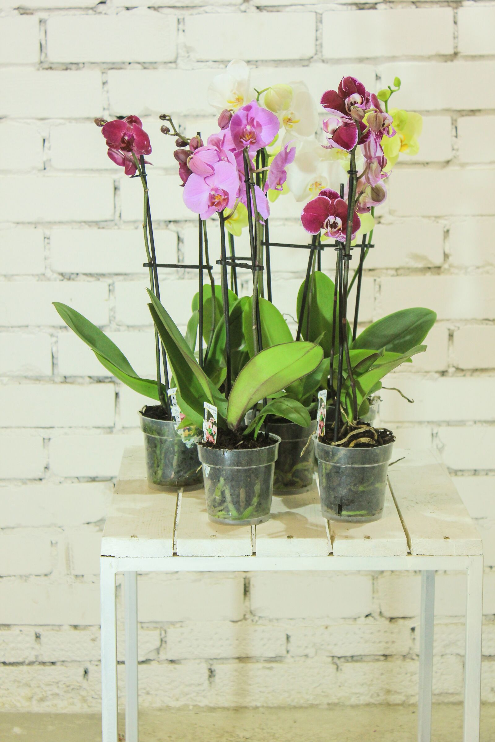 Canon EOS 550D (EOS Rebel T2i / EOS Kiss X4) sample photo. Flowers, plant, orchid photography