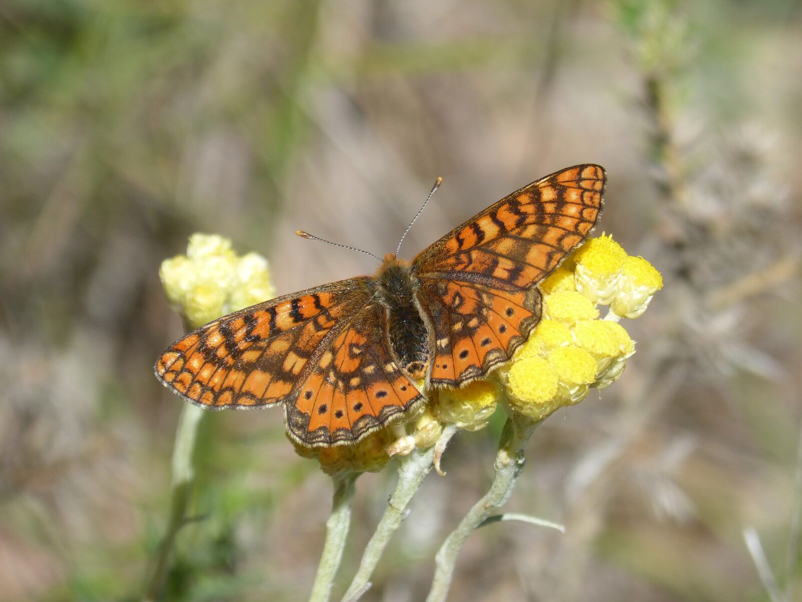 Panasonic DMC-FZ62 sample photo. Butterfly, flower, libar photography