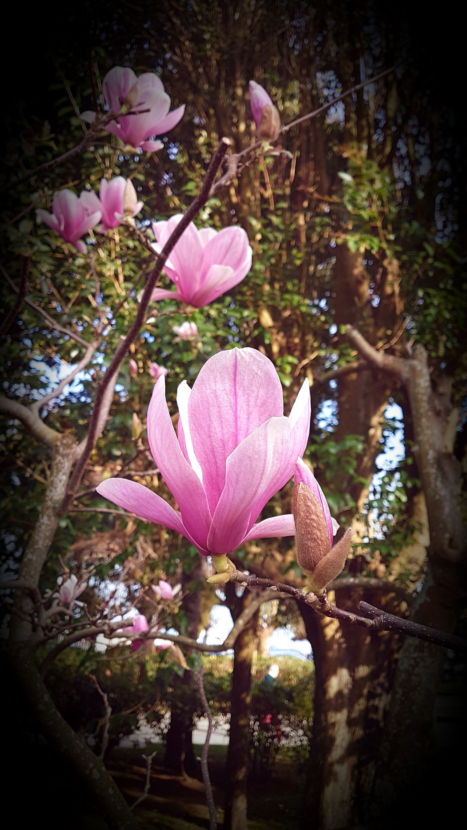Samsung Galaxy S7 sample photo. Flower, pink, galicia photography