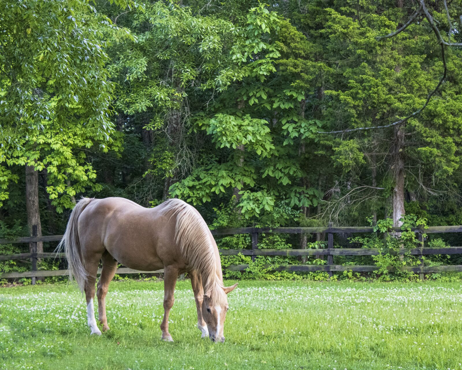 Canon EOS 2000D (EOS Rebel T7 / EOS Kiss X90 / EOS 1500D) sample photo. Horse, grazing, tan photography