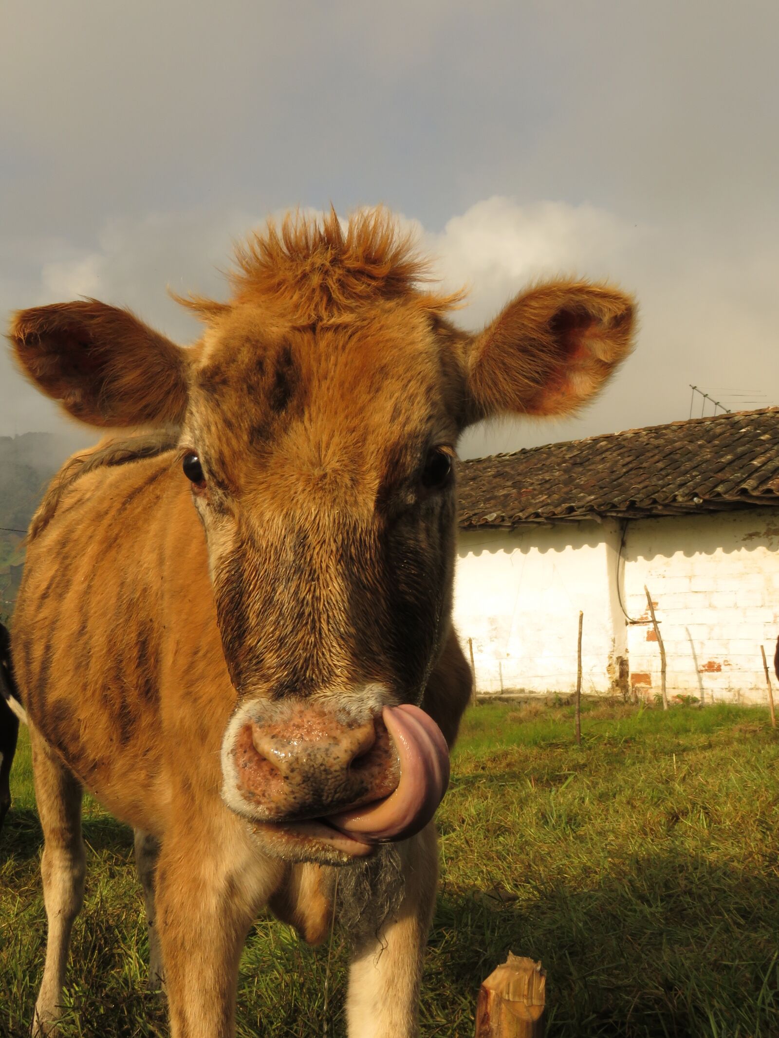 Canon PowerShot SX60 HS sample photo. Cow, animals, field photography