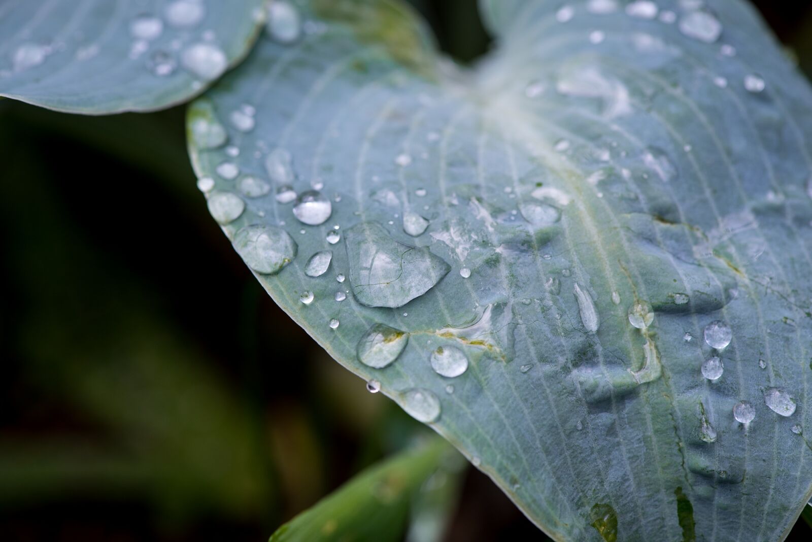Nikon D750 sample photo. Leaf, green leaf, plant photography
