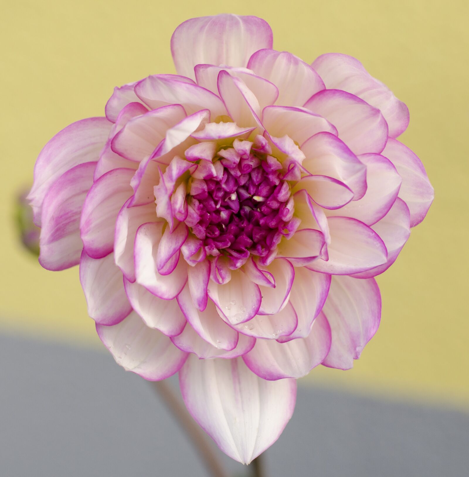 Nikon D5100 sample photo. Dahlia, flower, blossom photography