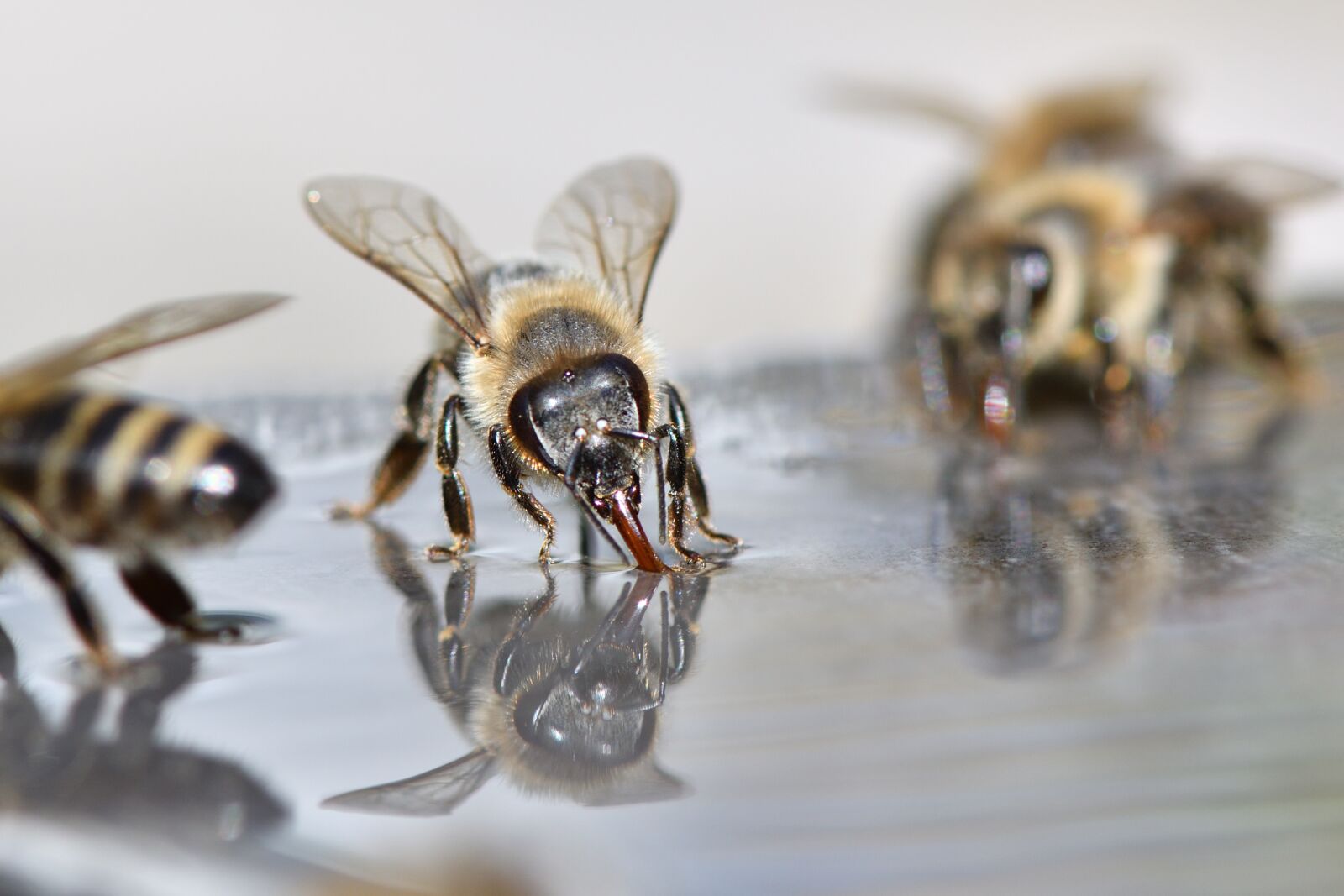 Nikon D500 sample photo. Bees, beekeeper, beekeeping photography