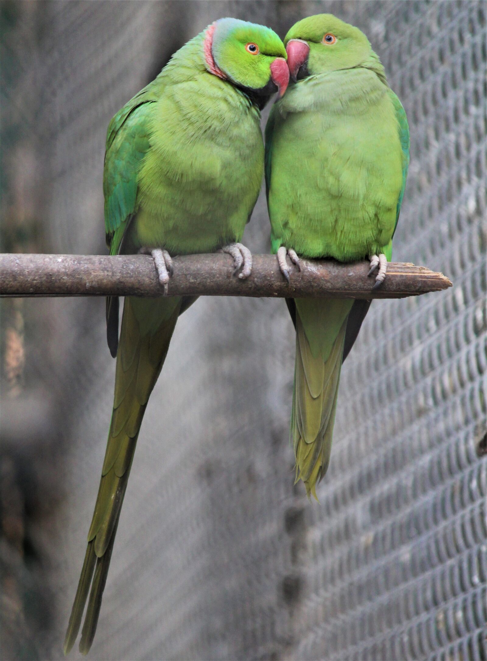 Canon EOS 1200D (EOS Rebel T5 / EOS Kiss X70 / EOS Hi) sample photo. Couple, sweet, parrots photography