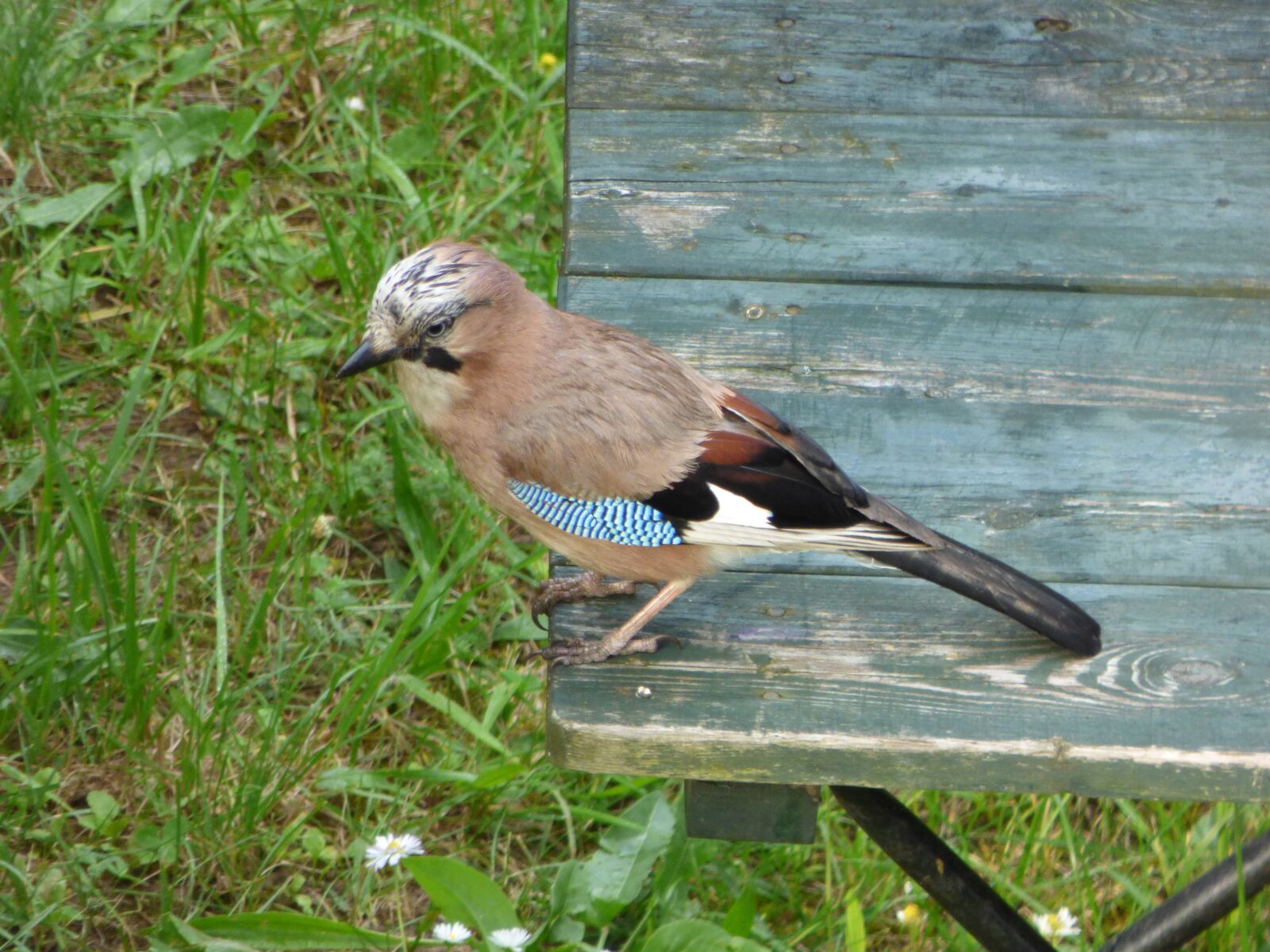 Panasonic DMC-FZ72 sample photo. Jay, bird, table photography