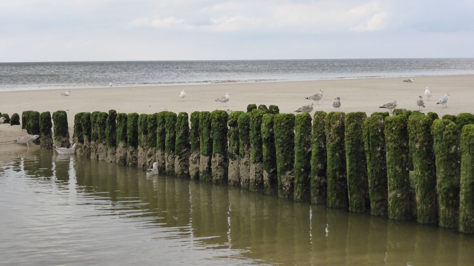 Panasonic DMC-TZ41 sample photo. Groynes, coastal protection, sea photography