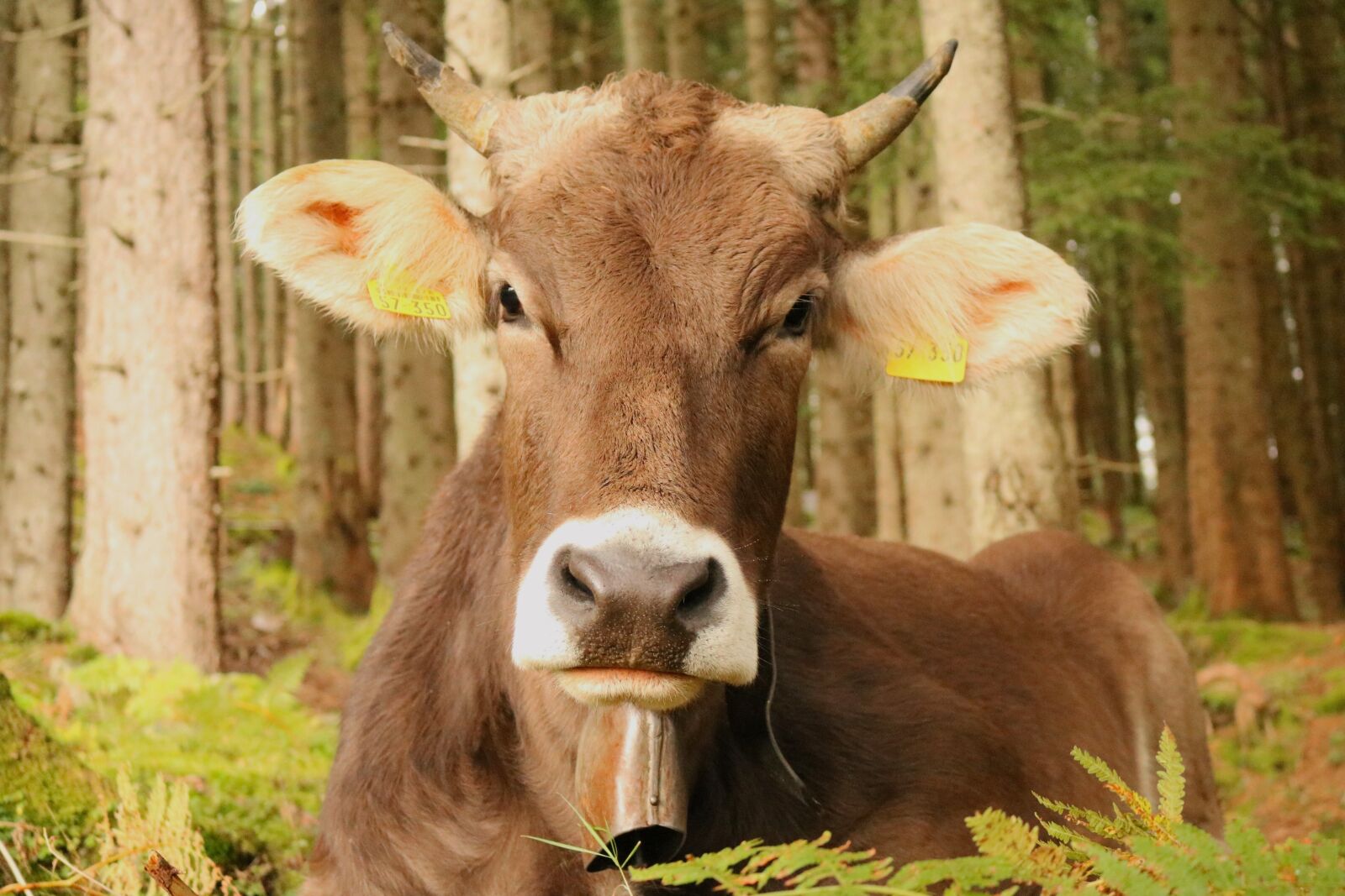 Canon EOS 750D (EOS Rebel T6i / EOS Kiss X8i) sample photo. Animal, nature, mammal photography