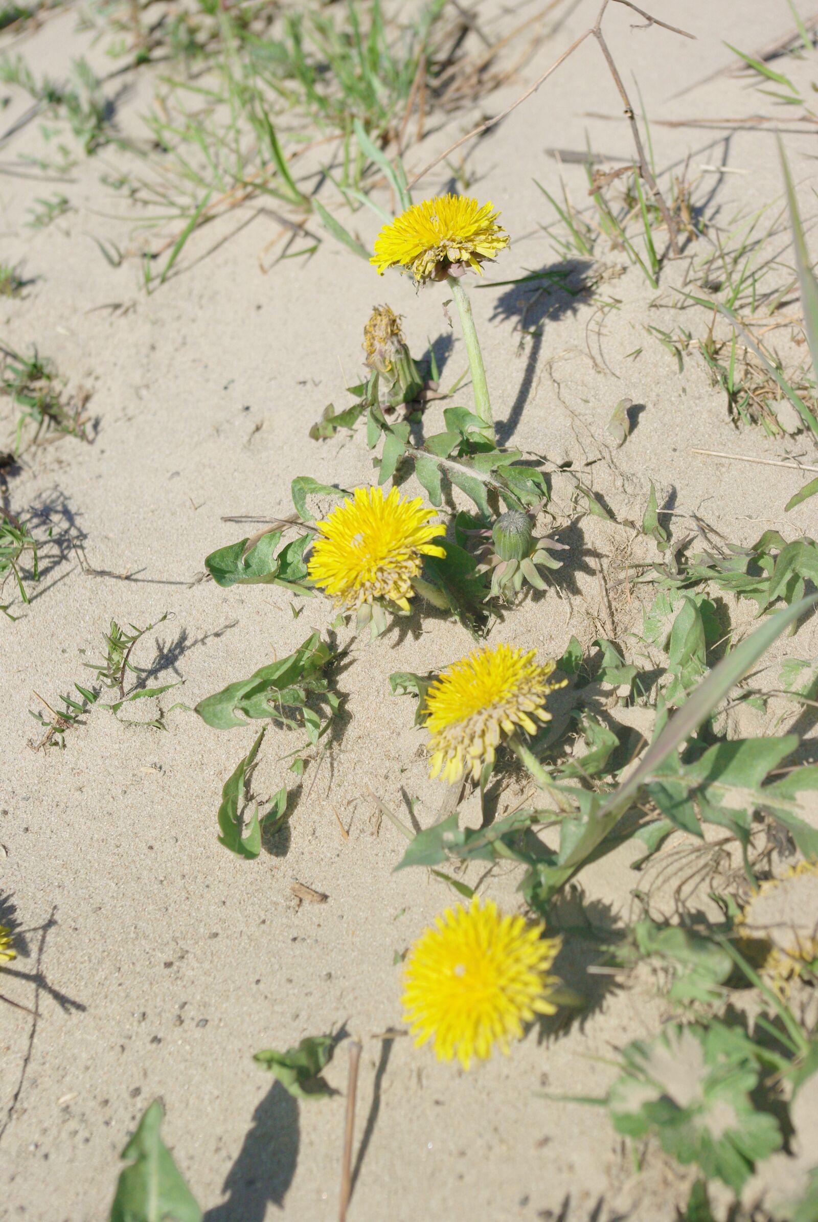 Pentax K200D sample photo. Desert, nature, sonchus oleraceus photography