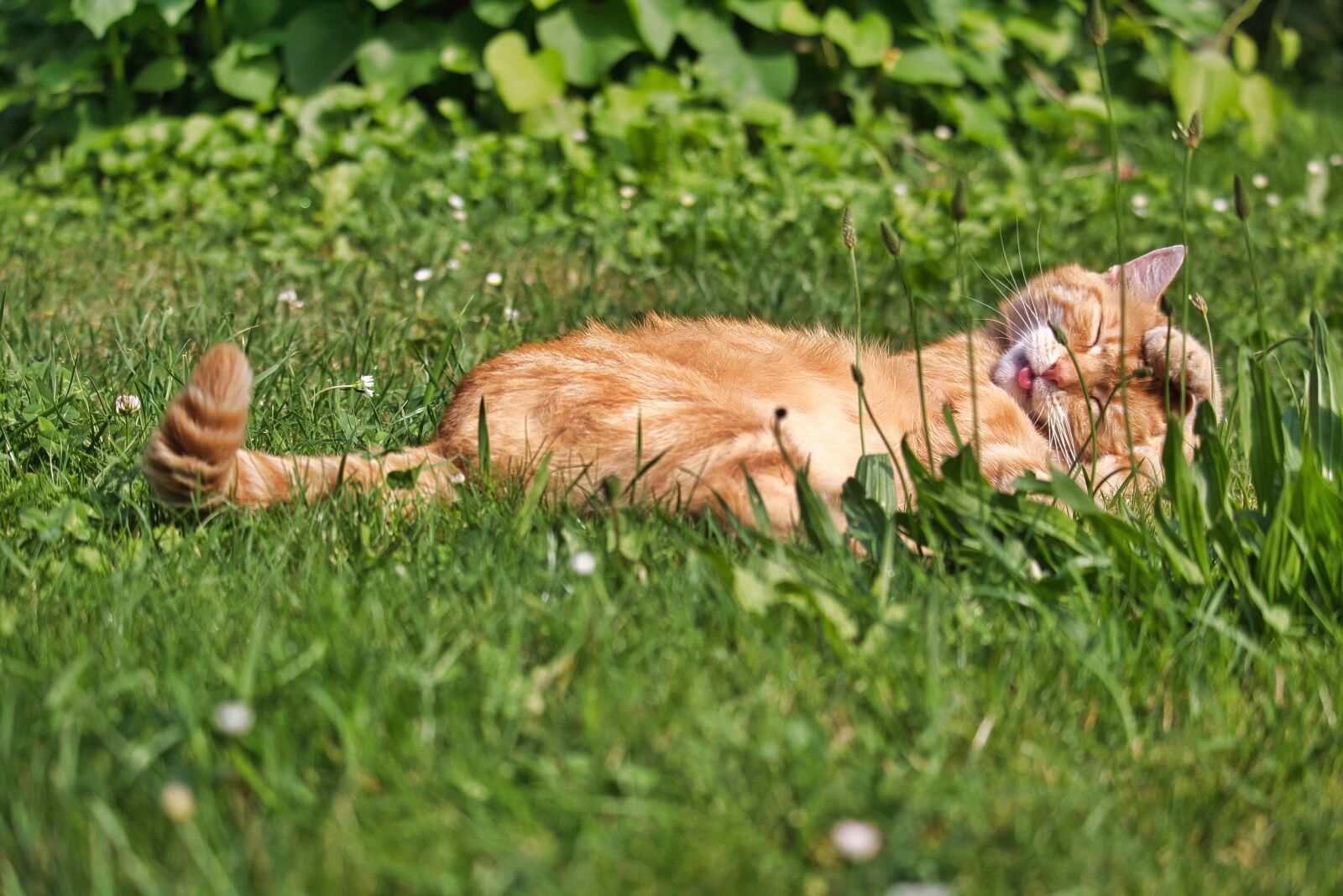 Canon EOS 750D (EOS Rebel T6i / EOS Kiss X8i) sample photo. Cat, red tomcat, domestic photography