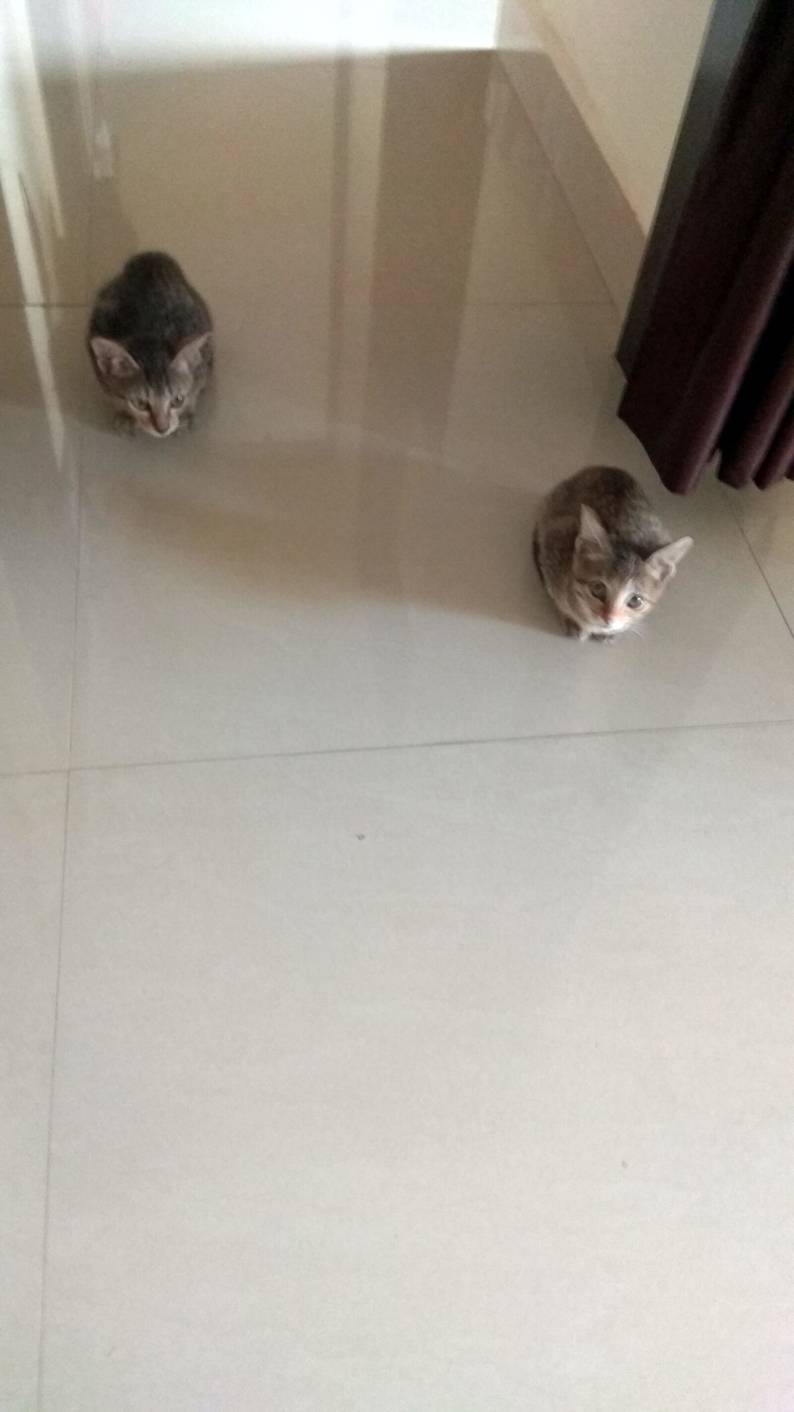 Xiaomi Redmi Note 4 sample photo. Cats, home, indoor photography