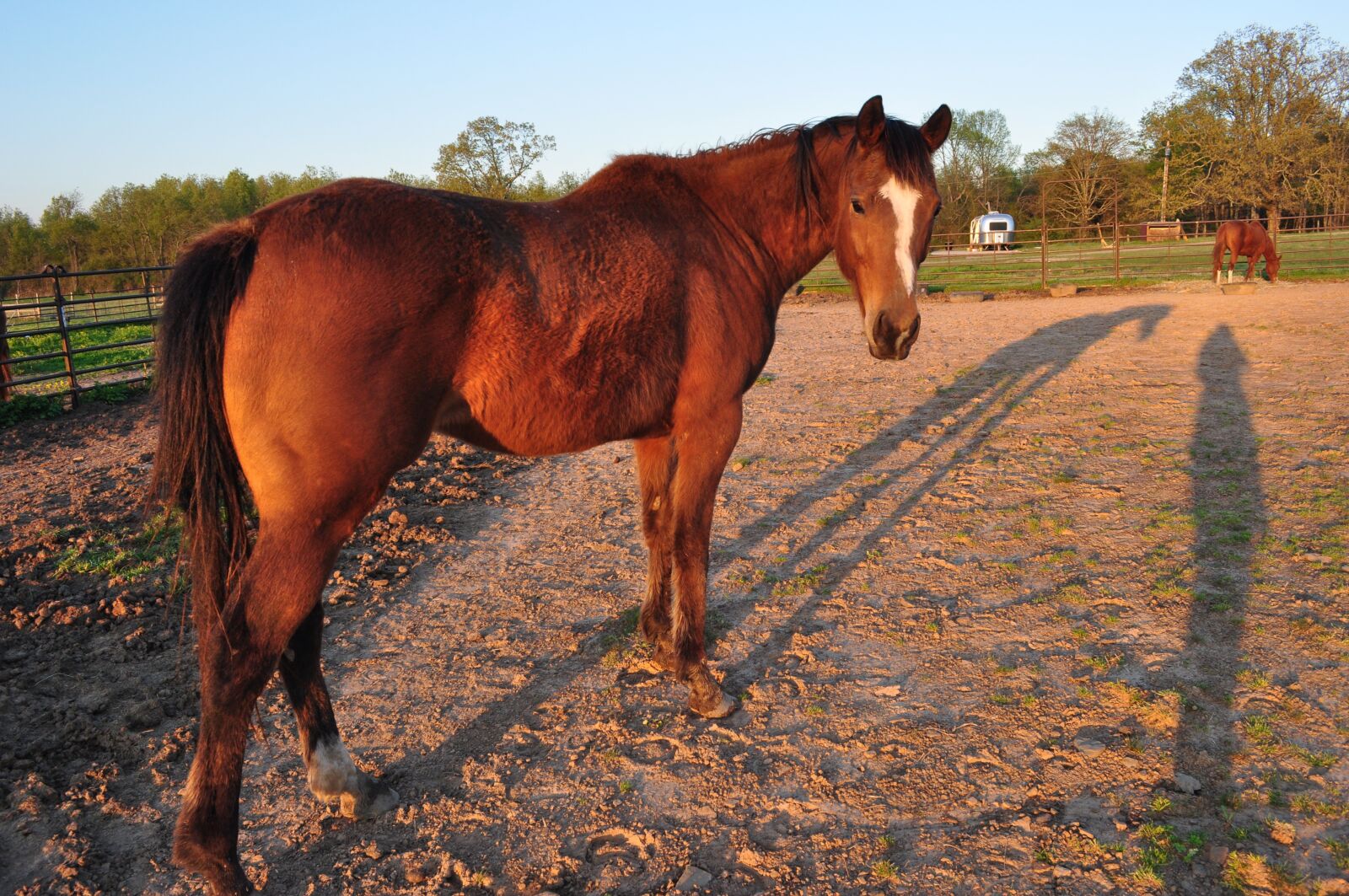 Nikon D5000 sample photo. Farm, mammal, pasture photography
