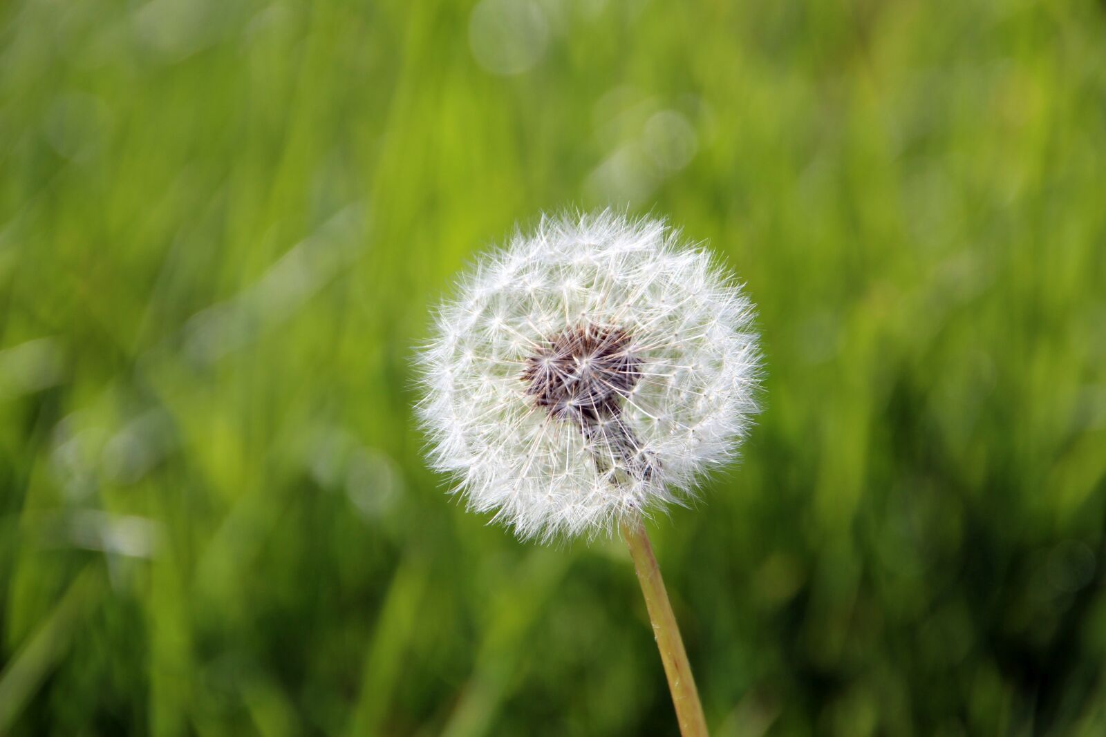 Canon EOS 650D (EOS Rebel T4i / EOS Kiss X6i) sample photo. Dandelion, nature, grass photography