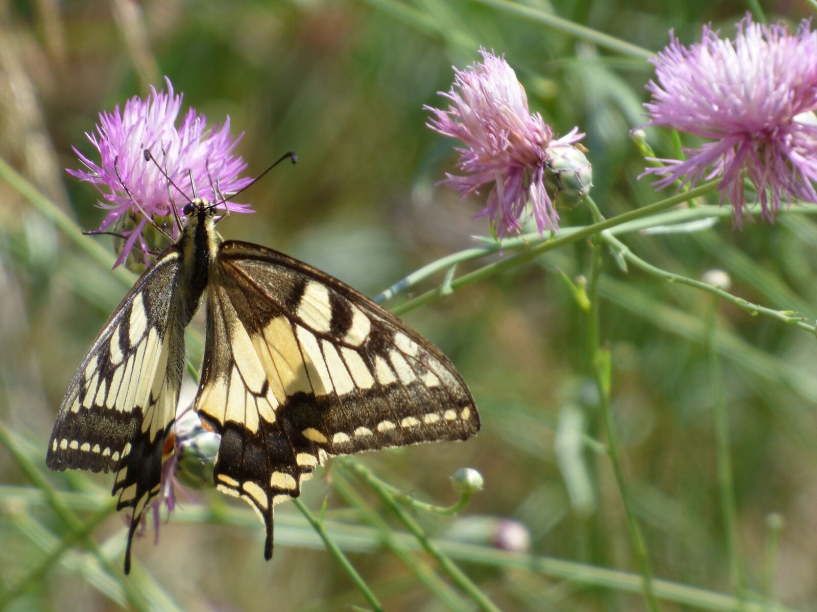 Panasonic Lumix DMC-FZ70 sample photo. Machaon, papilio machaon, butterfly photography