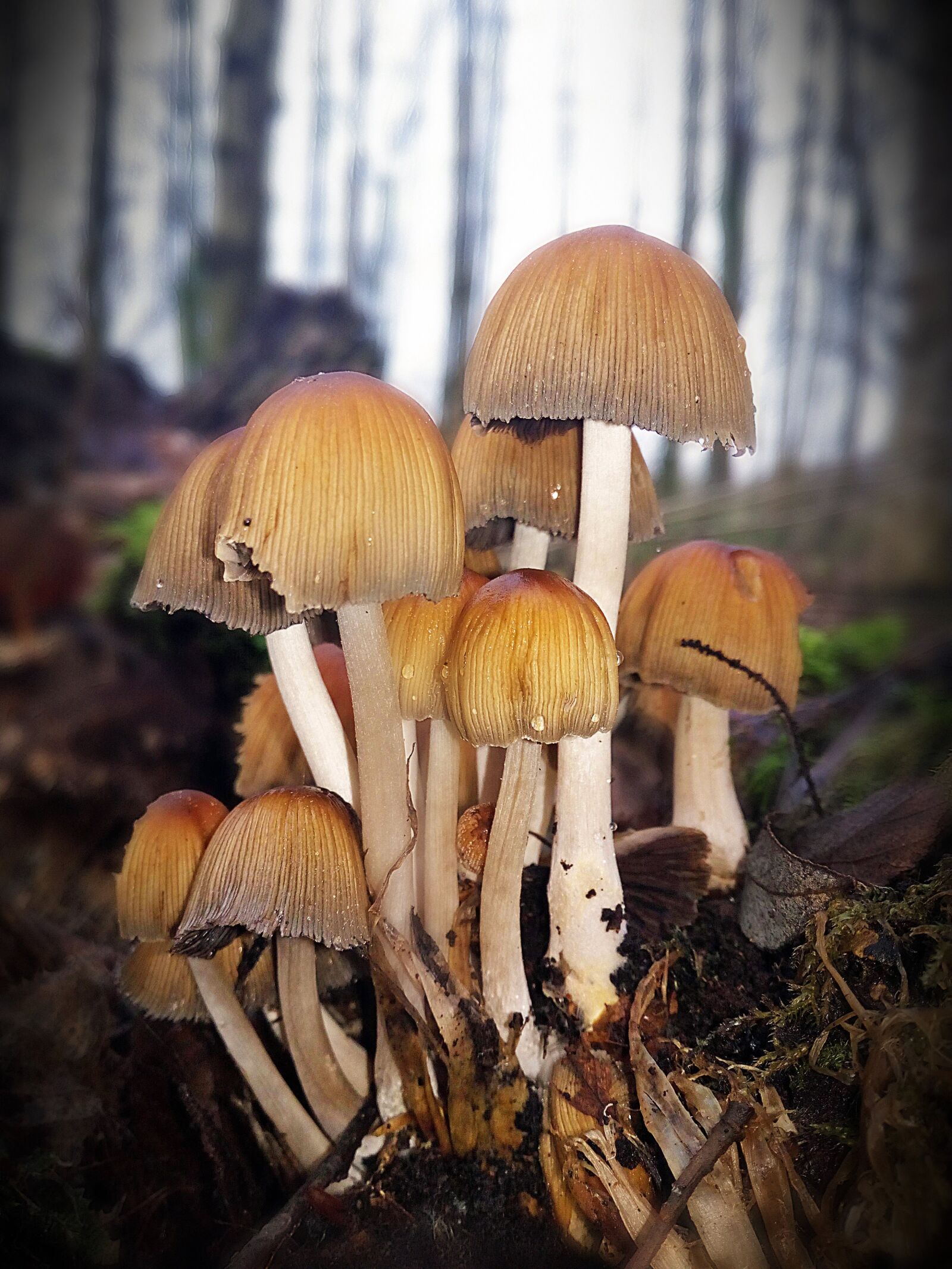 HUAWEI Honor 5A sample photo. Mushroom, forest, closeup photography