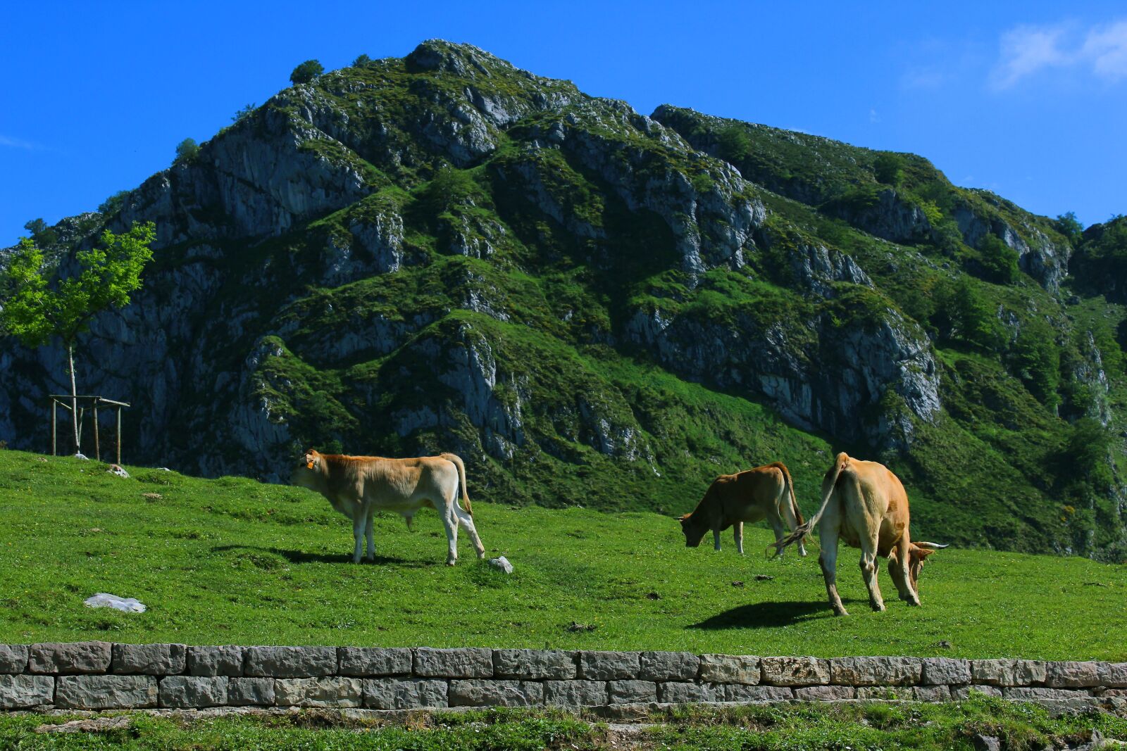 Canon EOS 1200D (EOS Rebel T5 / EOS Kiss X70 / EOS Hi) sample photo. Cows, livestock, field photography