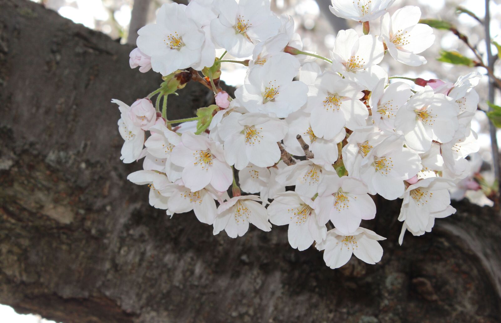 Canon EOS 650D (EOS Rebel T4i / EOS Kiss X6i) sample photo. Sakura cherry blossoms, spring photography