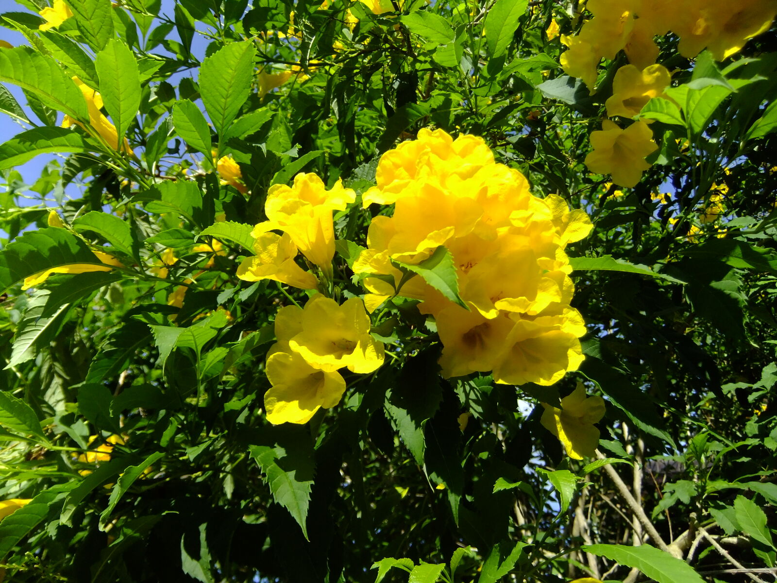 FujiFilm FinePix F80EXR (FinePix F85EXR) sample photo
