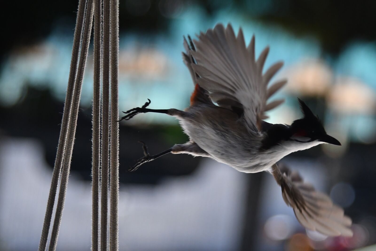 Nikon D500 sample photo. Bird, nature, animals photography
