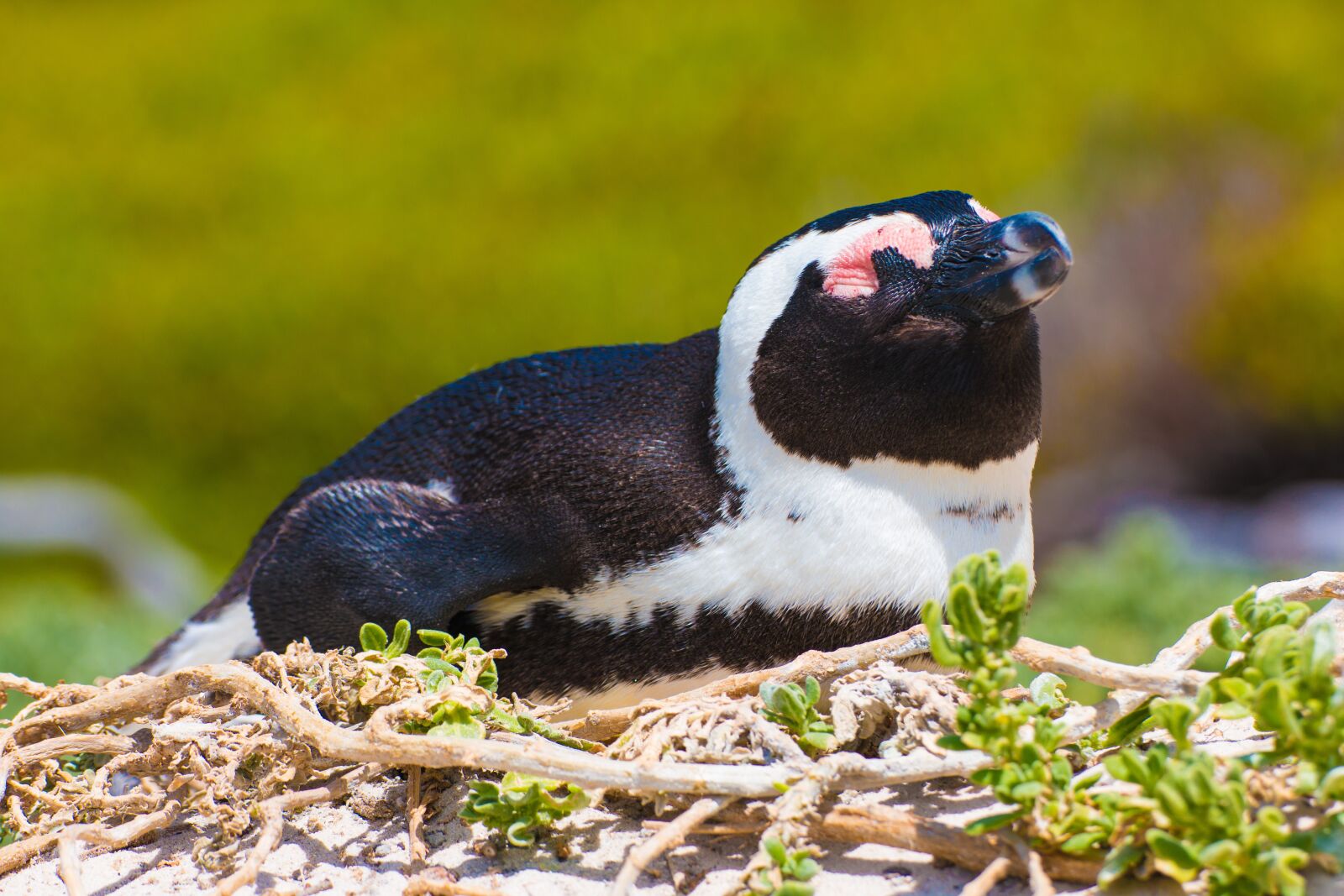 Canon EOS 70D sample photo. Penguin, south africa, safari photography