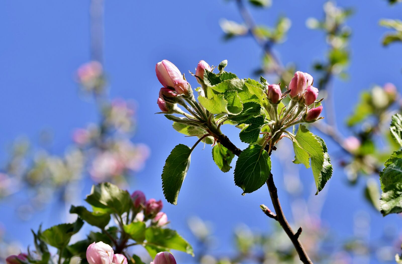 Nikon D7200 sample photo. Apple blossom, flowers, apple photography