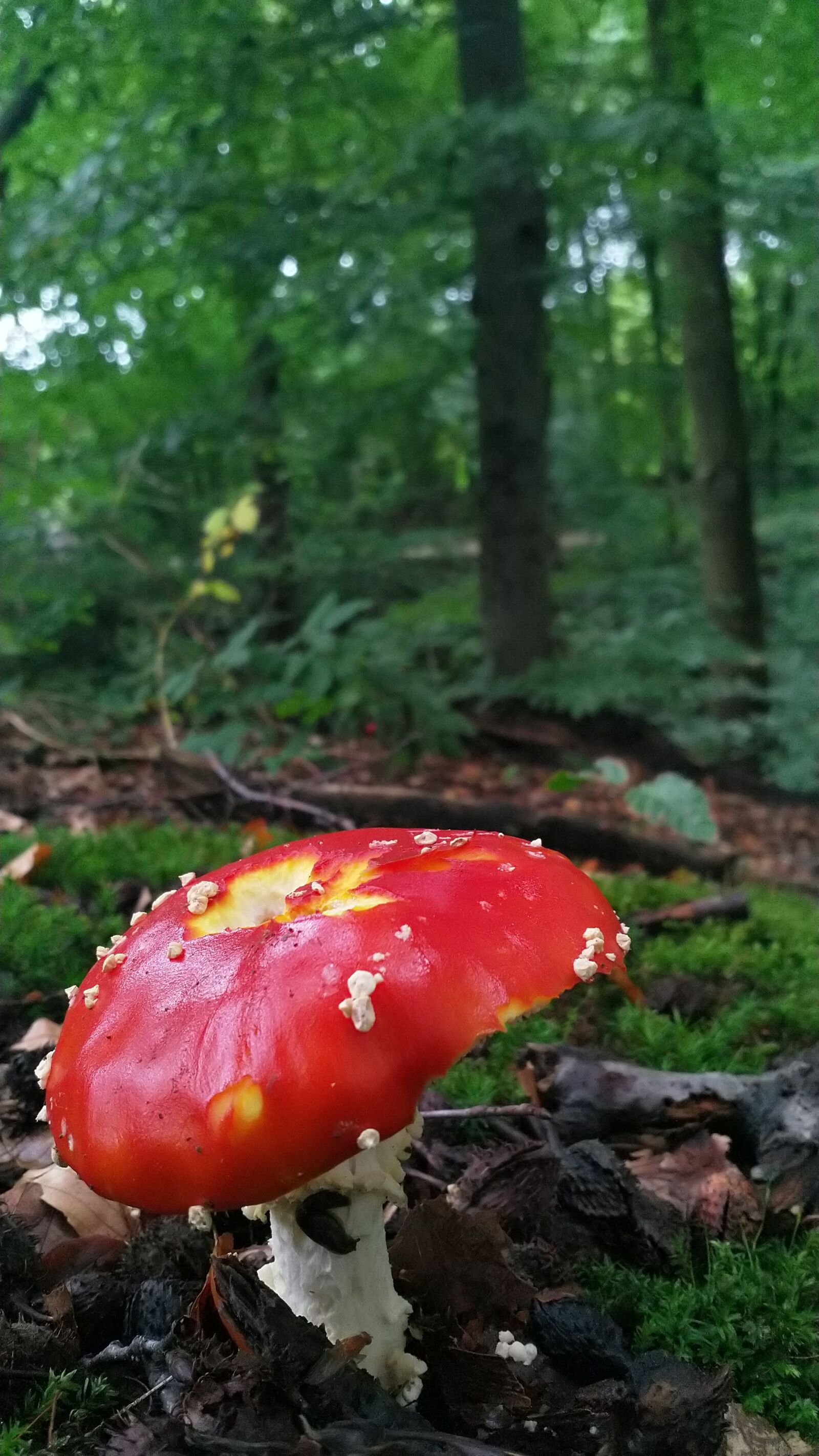 HMD Global Nokia 8 sample photo. Mushroom, fly agaric, forest photography