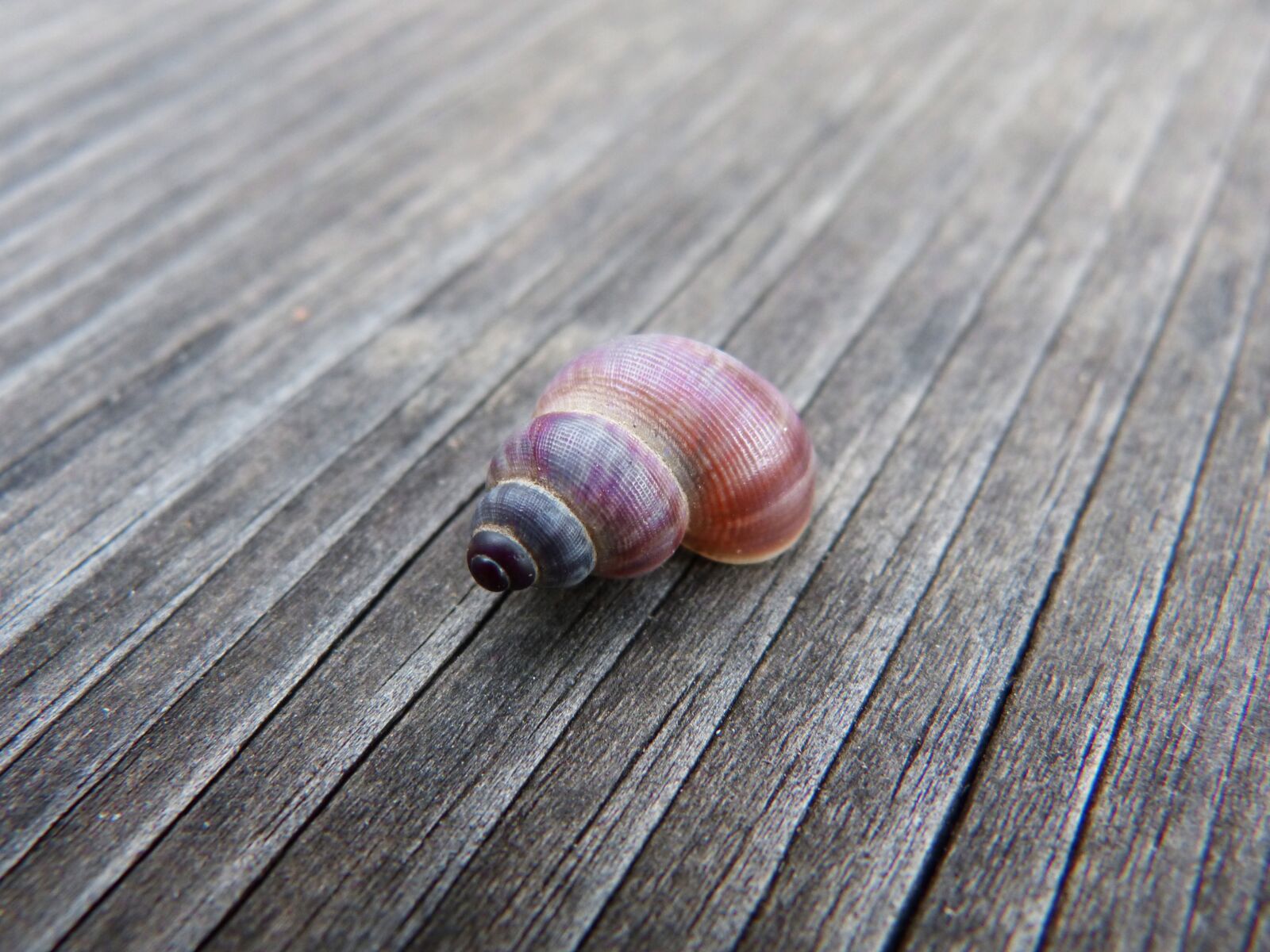 Panasonic DMC-FZ62 sample photo. Conch, detail, weathered wood photography