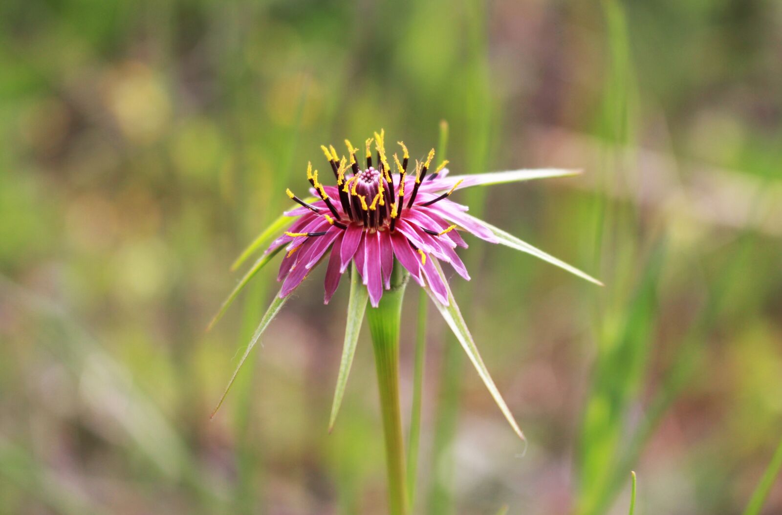 Canon EOS 700D (EOS Rebel T5i / EOS Kiss X7i) sample photo. Flower, wild, petal photography