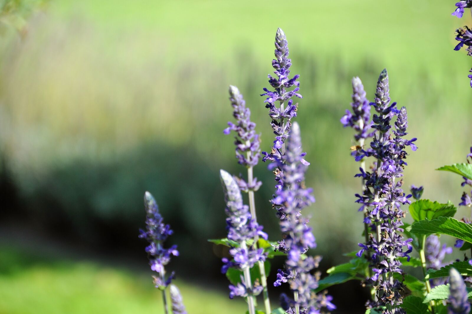 Nikon D90 sample photo. Floral, purple, purple flower photography