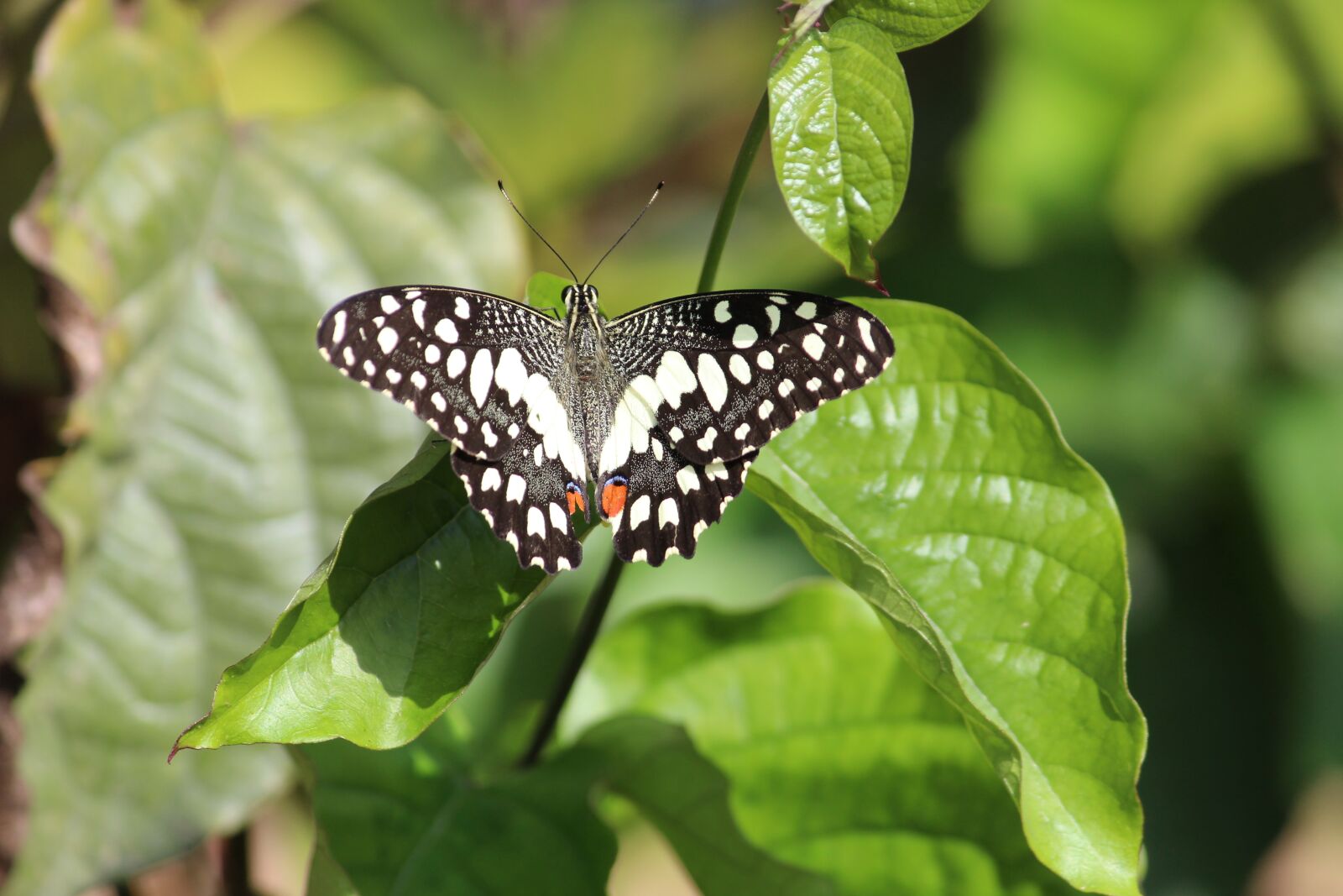 Canon EOS 1200D (EOS Rebel T5 / EOS Kiss X70 / EOS Hi) sample photo. Butterfly, lime, nature photography