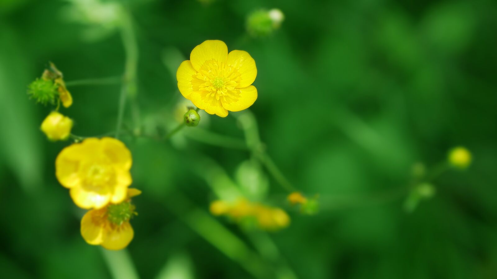 Panasonic Lumix DMC-GX85 (Lumix DMC-GX80 / Lumix DMC-GX7 Mark II) sample photo. Buttercup, wild herbs, plants photography