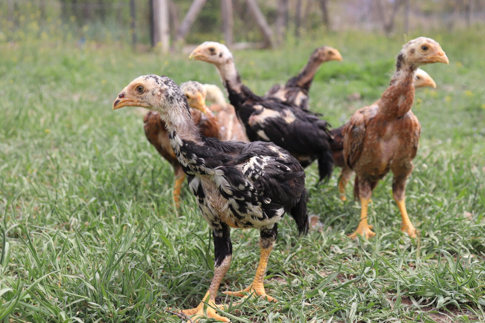 Canon EF-S 18-55mm F4-5.6 IS STM sample photo. Indian rooster, poultry, kerala photography