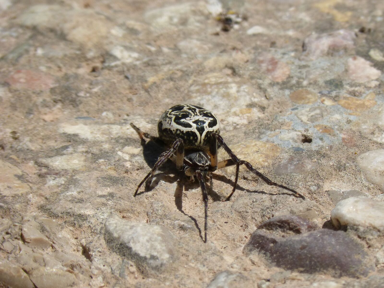 Panasonic DMC-FZ62 sample photo. Spider, arachnid, pattern photography