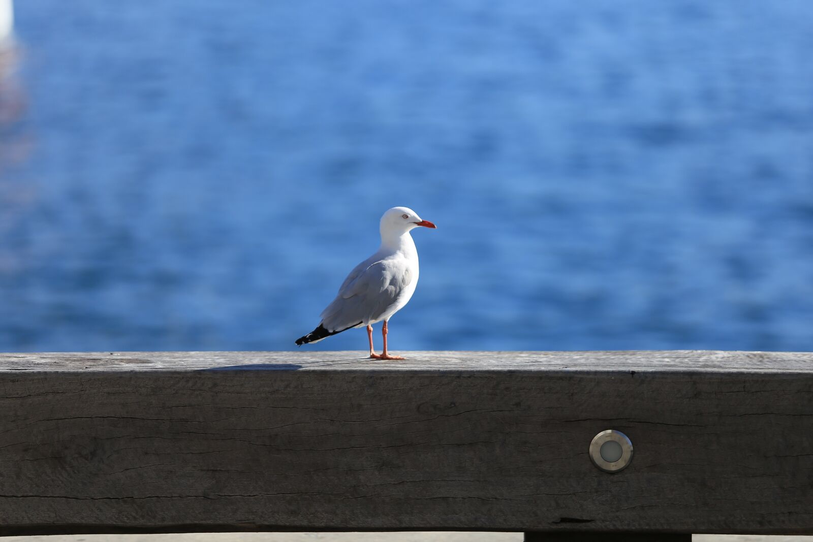 Canon EF 70-200mm F2.8L USM sample photo. Bird, seagull, feather photography