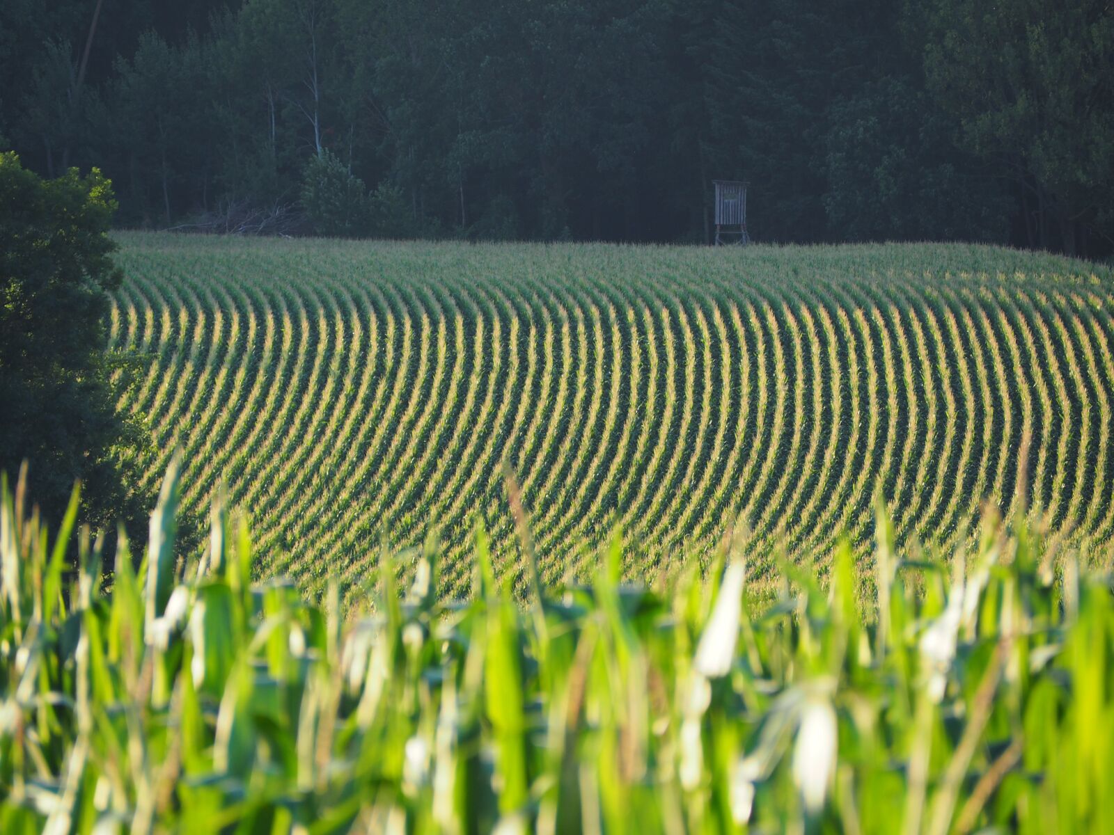 Olympus OM-D E-M10 sample photo. Field, agriculture, nature photography