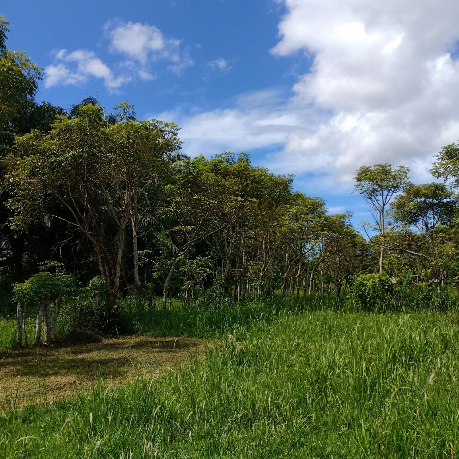 OPPO F7 sample photo. Blue sky, sky, field photography