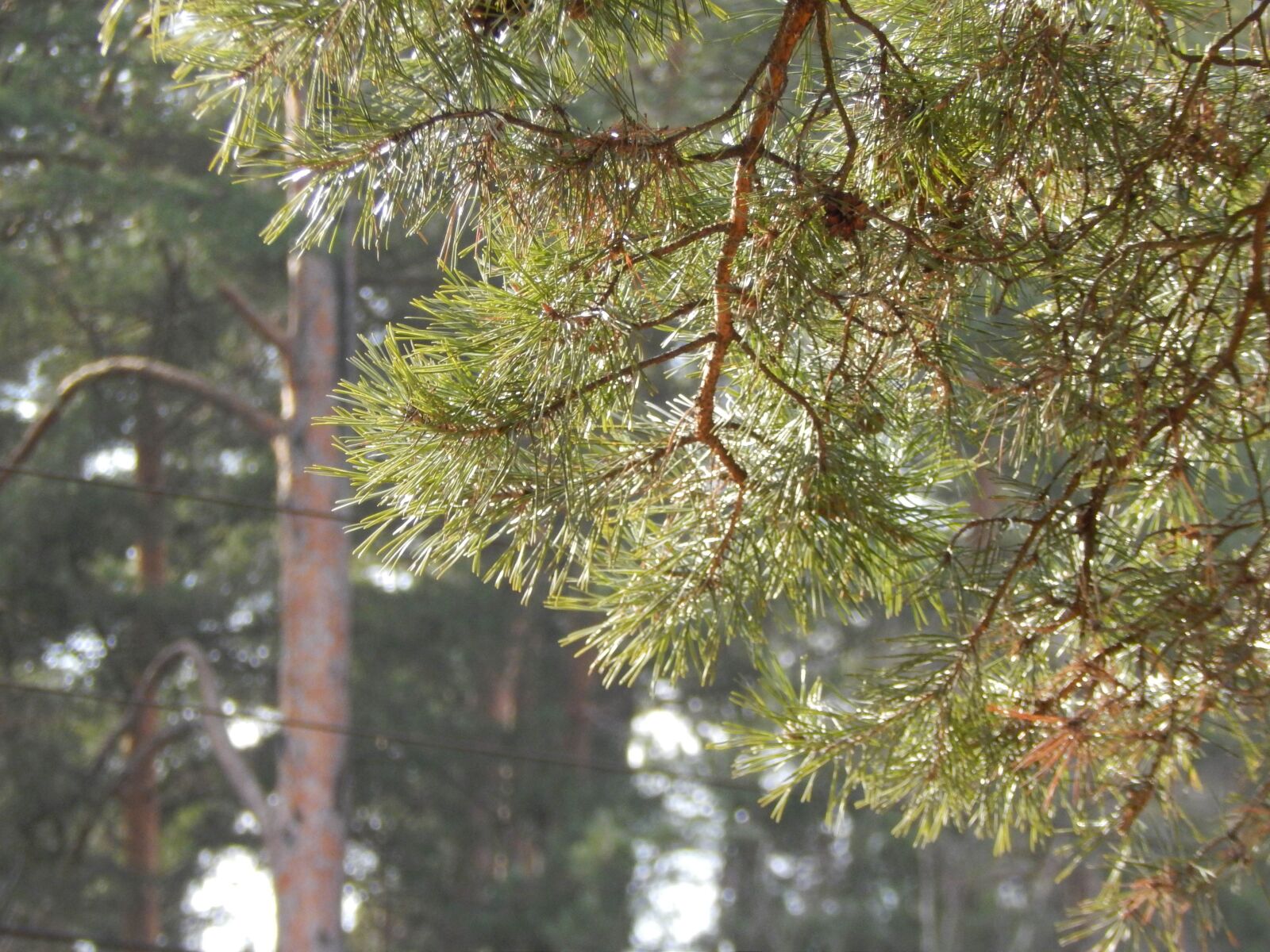 Nikon Coolpix L820 sample photo. Forest, pine, nature photography