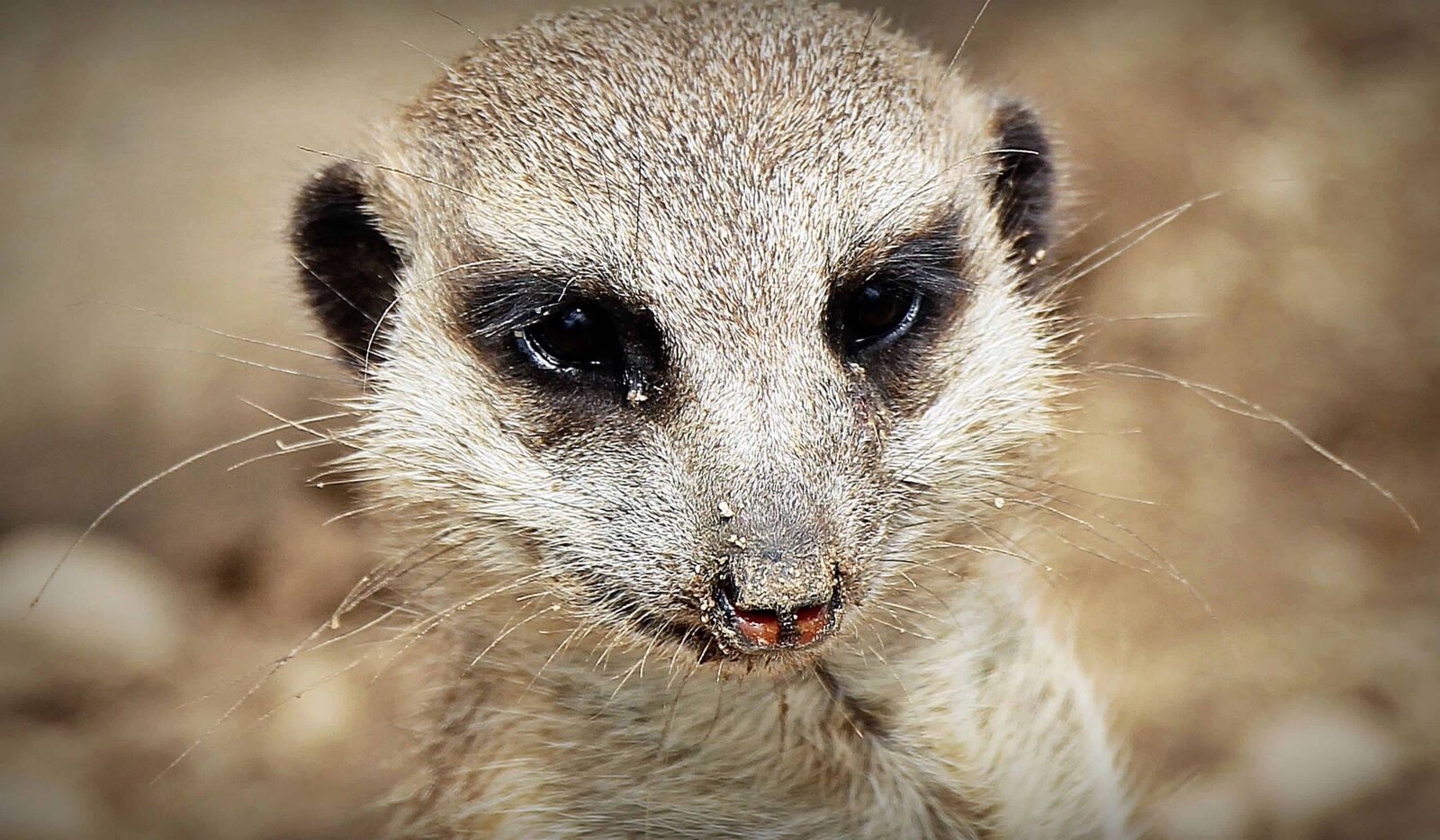 Canon EOS 550D (EOS Rebel T2i / EOS Kiss X4) sample photo. Fur, cute, mongoose, nature photography