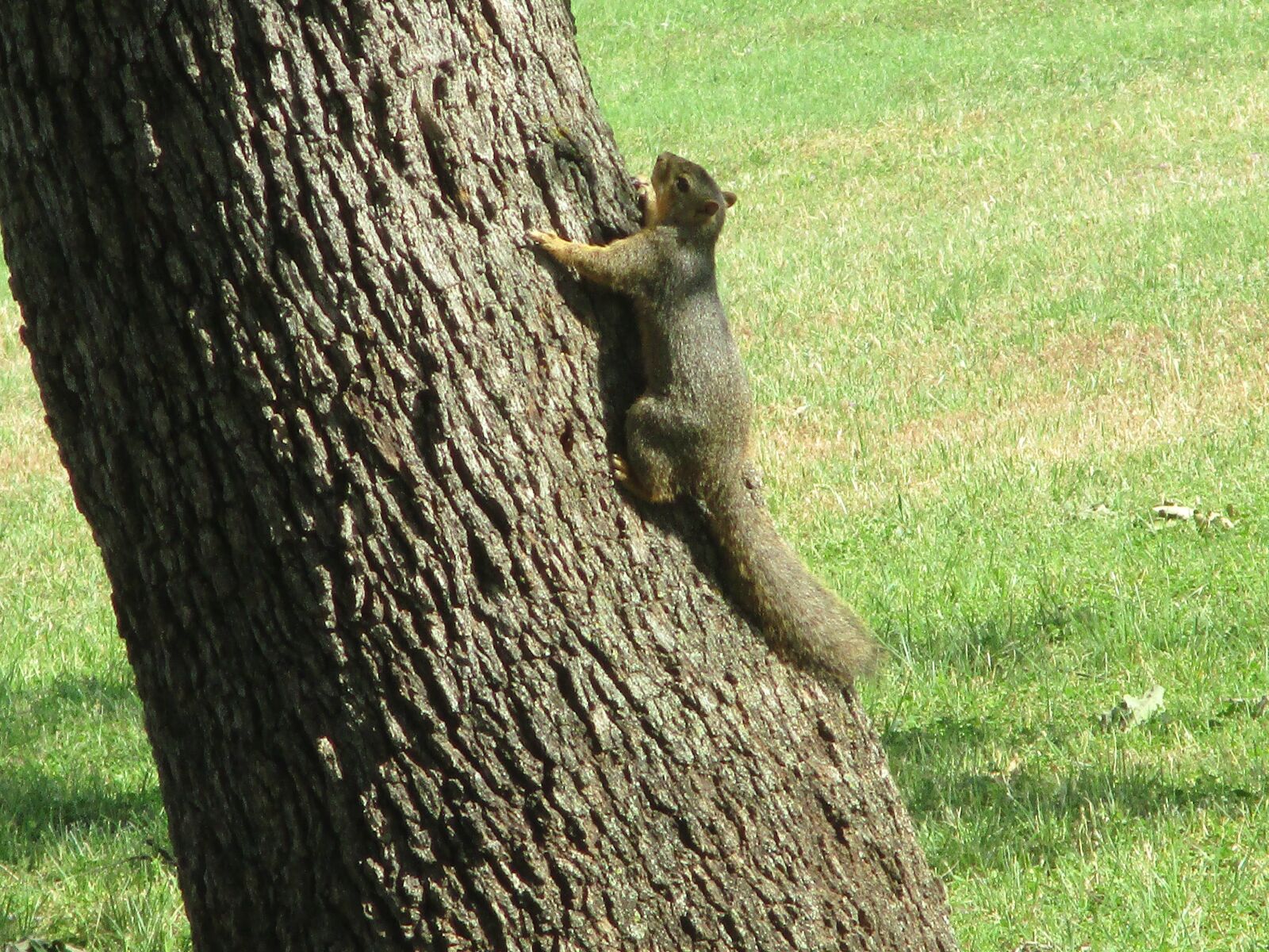 Canon PowerShot ELPH 180 (IXUS 175 / IXY 180) sample photo. Squirrel, tree ninja, tree photography