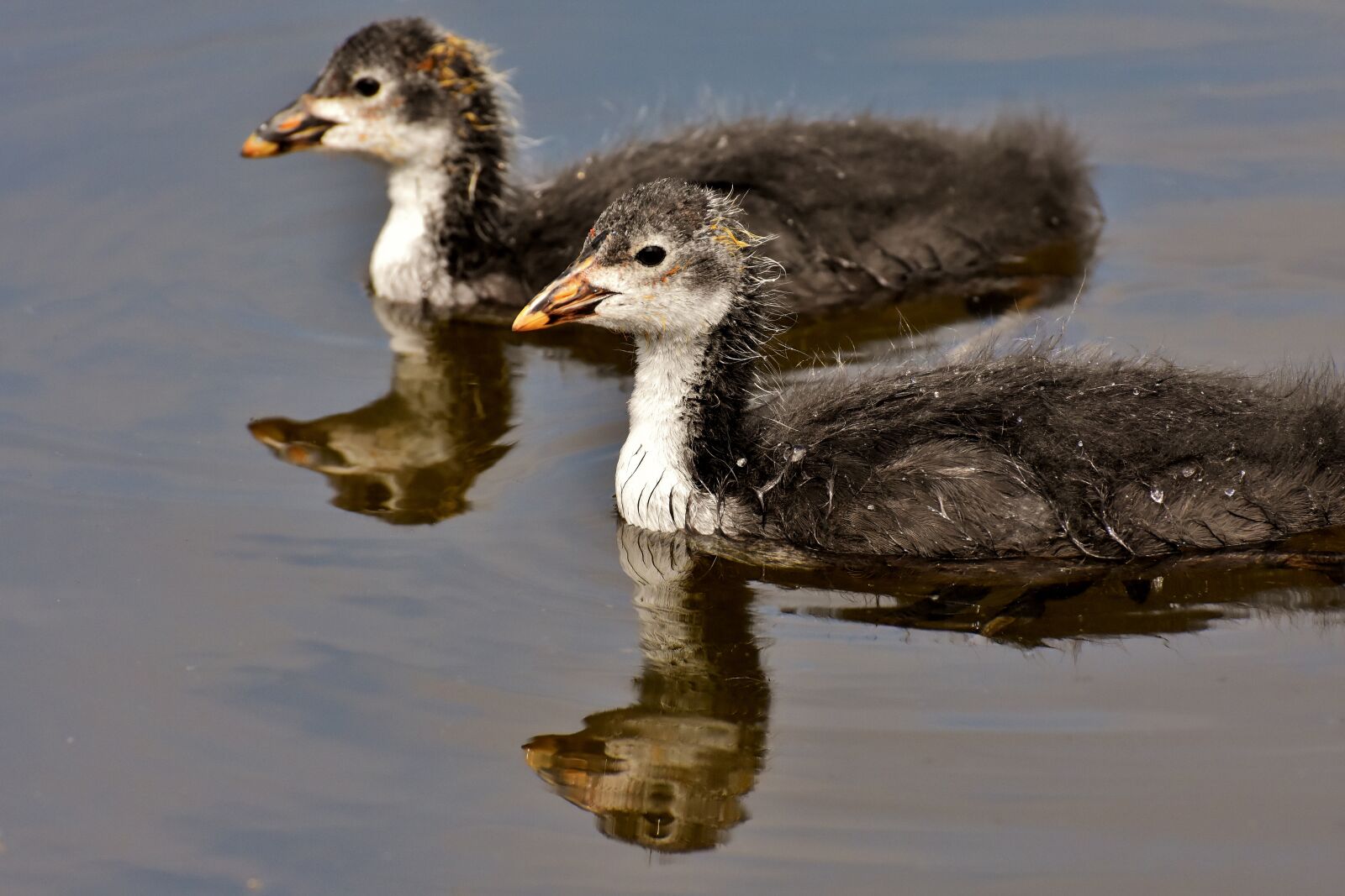 Nikon D7200 sample photo. Coots, chicks, waters photography