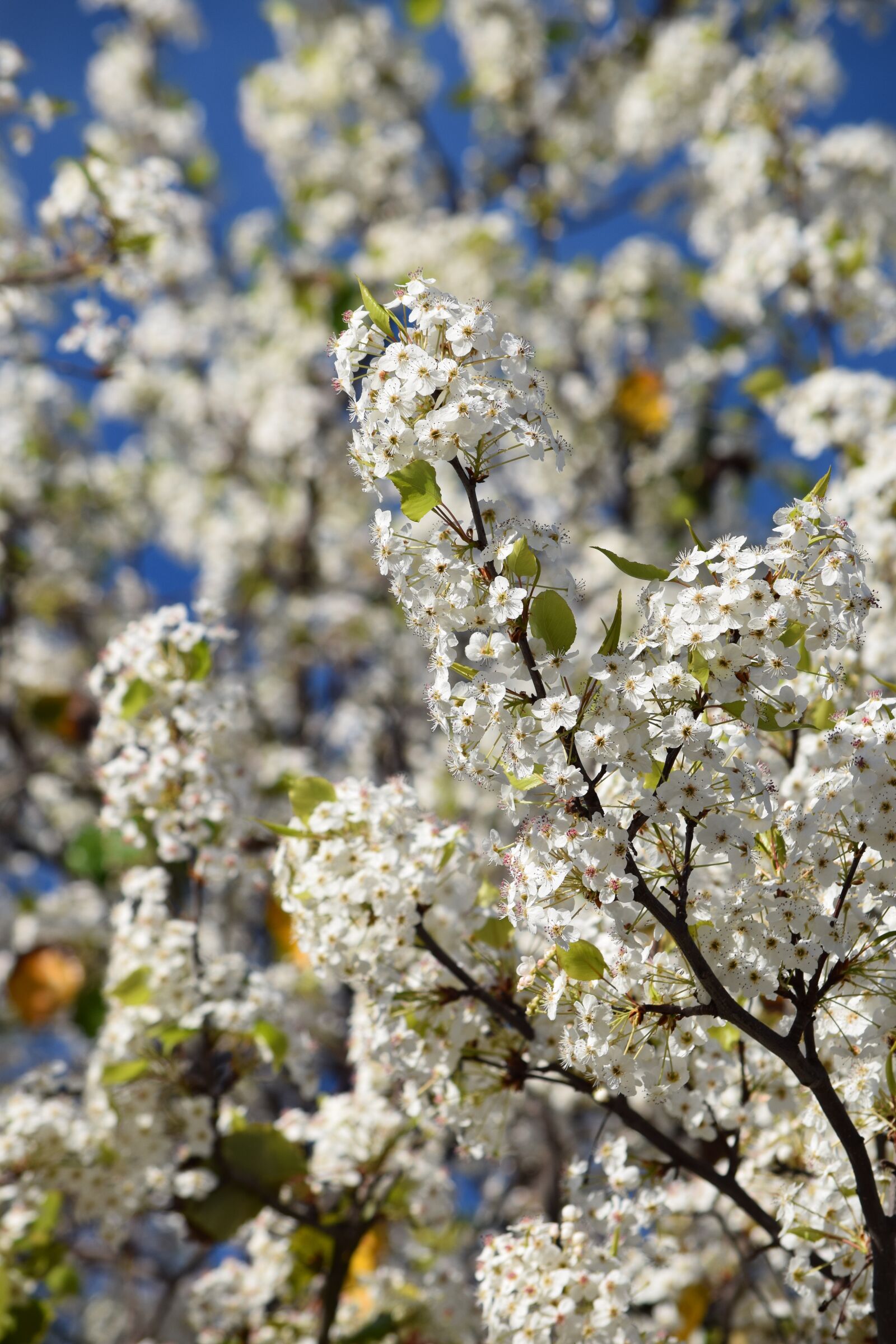 Nikon D3300 sample photo. Flowers, spring, tree photography