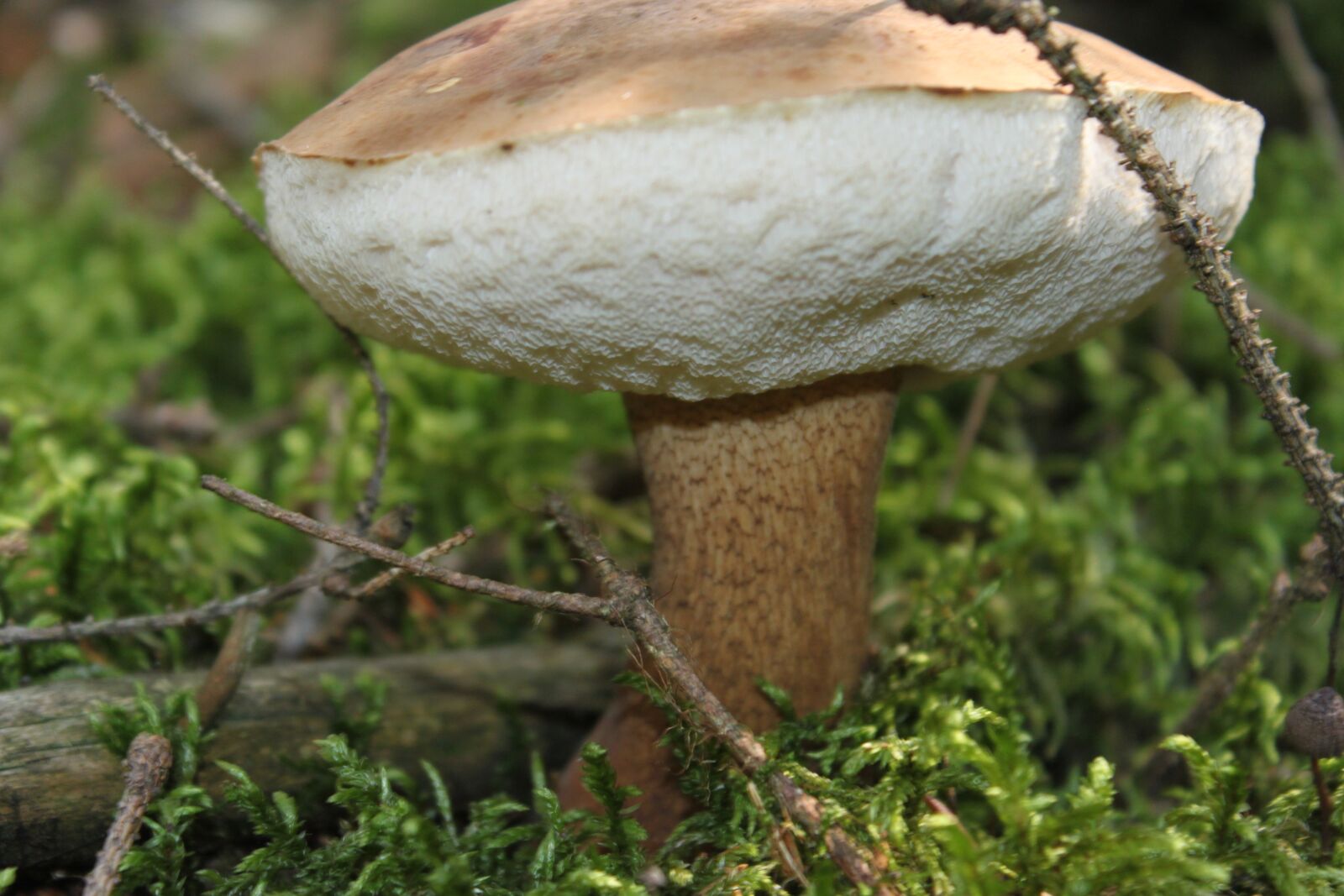 Canon EOS 500D (EOS Rebel T1i / EOS Kiss X3) sample photo. Mushroom, forest, ground photography