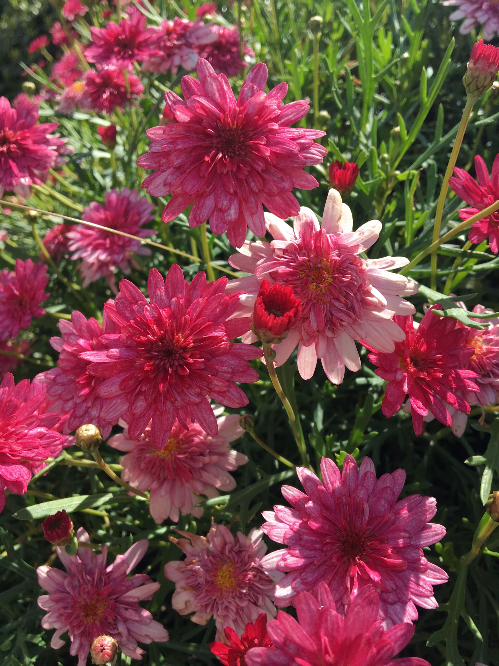 Apple iPhone 6s sample photo. Flowers, pink, nature photography