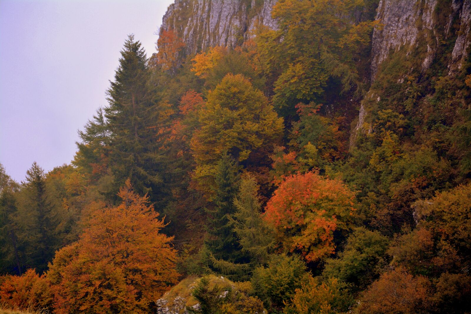 Nikon D7100 sample photo. Autumn, trees, colors photography