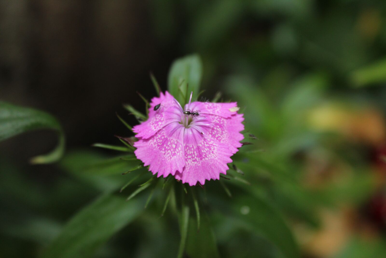 Canon EOS 1300D (EOS Rebel T6 / EOS Kiss X80) sample photo. Geranium, plant, flower photography