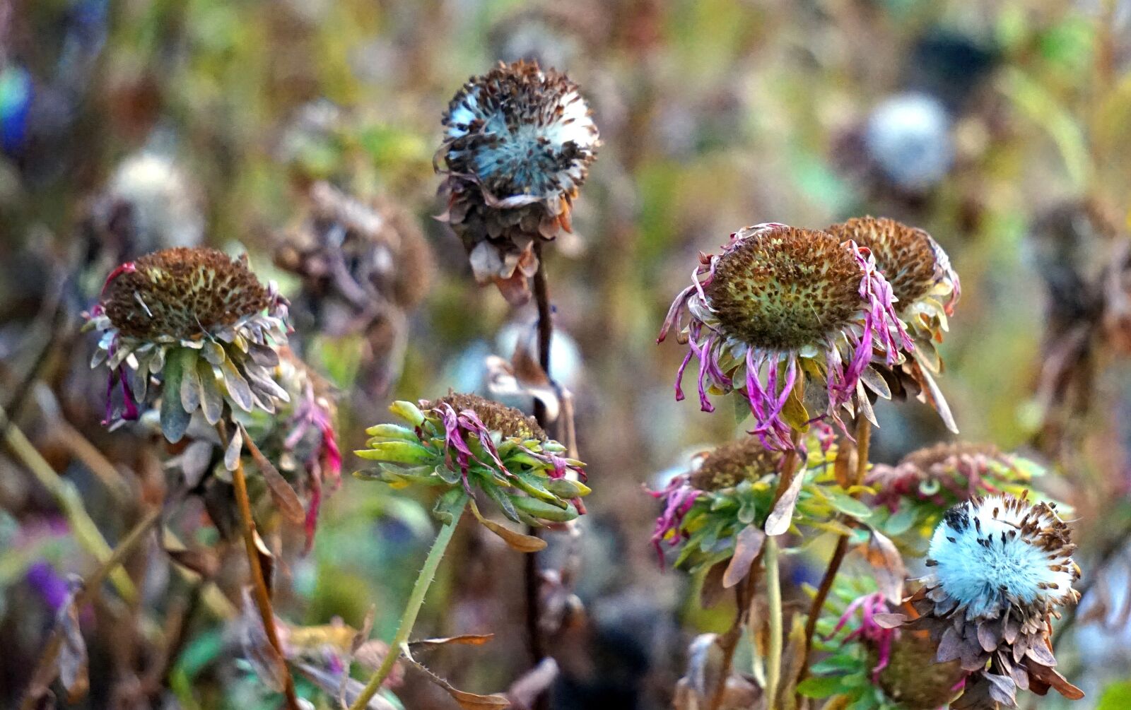 Sony Alpha a5000 (ILCE 5000) + Sony E 55-210mm F4.5-6.3 OSS sample photo. Faded, autumn, flowers photography