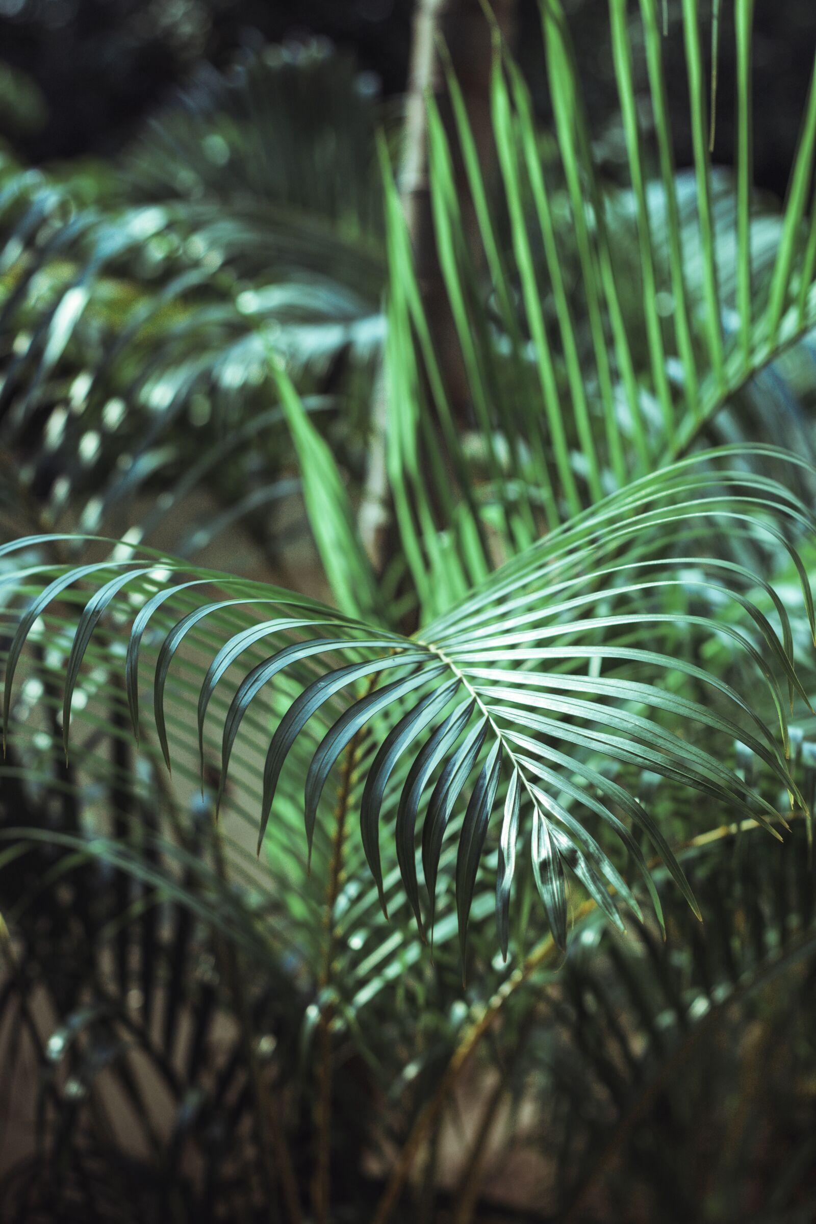Canon EOS 700D (EOS Rebel T5i / EOS Kiss X7i) + Canon EF 50mm F1.8 STM sample photo. Green, light, atmosphere photography