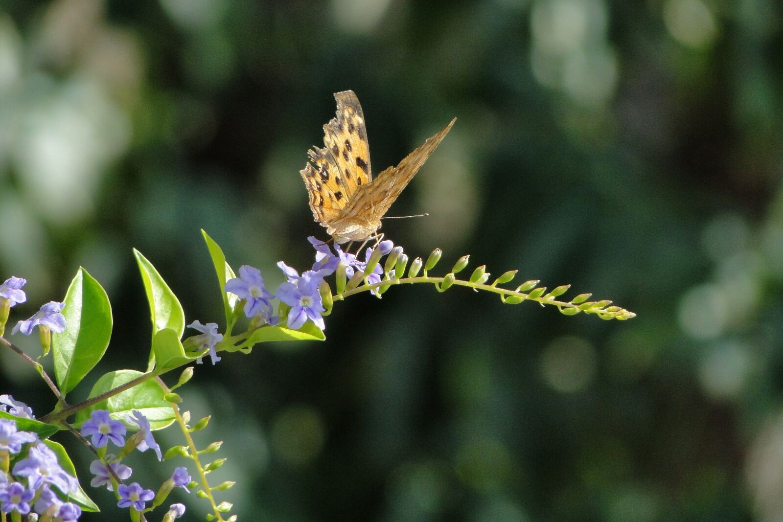 Sony Cyber-shot DSC-HX1 sample photo. Quentin chong, butterfly, golden photography