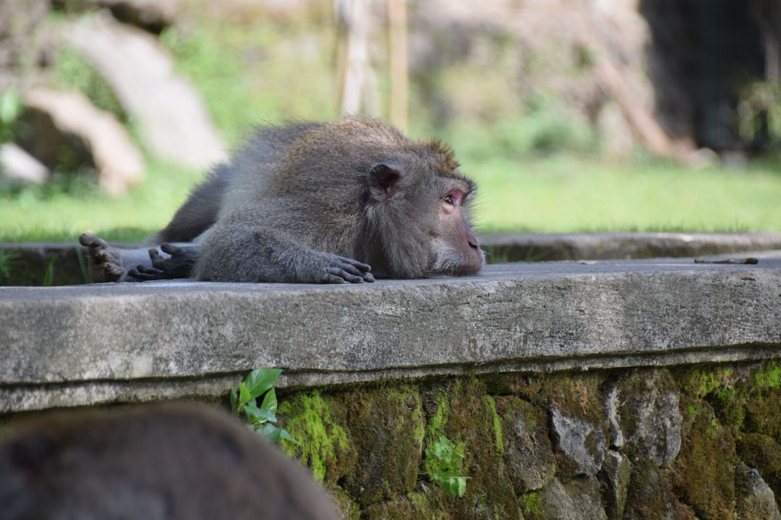 Nikon D5300 sample photo. Monkey, bali, nature photography